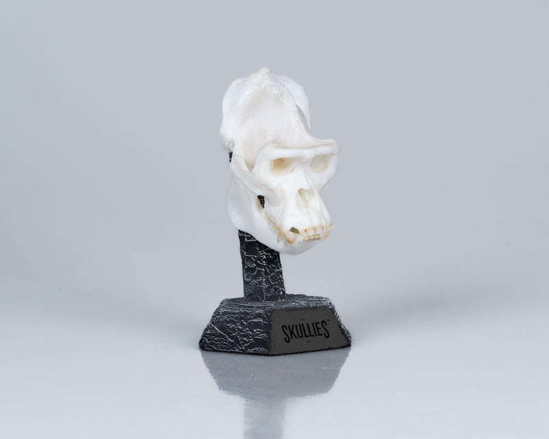 Load image into Gallery viewer, Resin Skullies - Miniature Replica Gorilla Skull - Skullies
