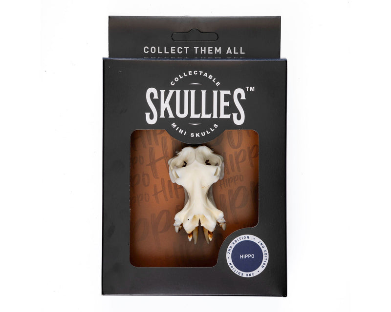 Load image into Gallery viewer, Resin Skullies - Miniature Replica Hippo Skull - Skullies
