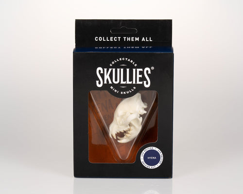 Resin Skullies - Miniature Replica Hyena Skull - Skullies