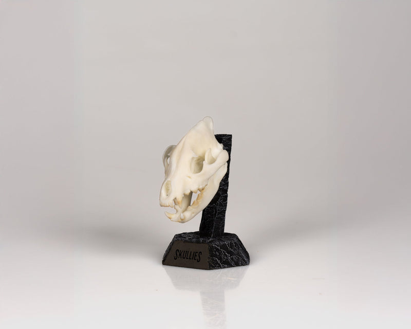 Load image into Gallery viewer, Resin Skullies - Miniature Replica Hyena Skull - Skullies
