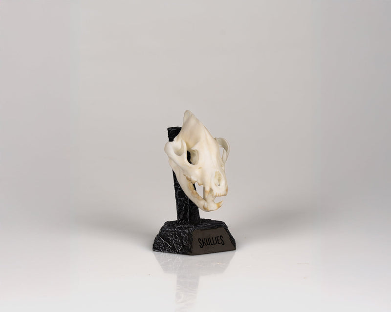 Load image into Gallery viewer, Resin Skullies - Miniature Replica Hyena Skull - Skullies
