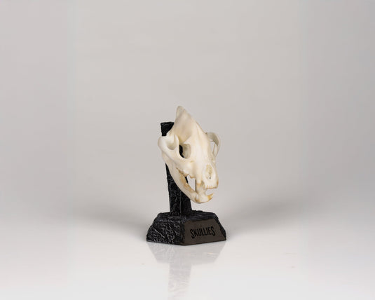 Resin Skullies - Miniature Replica Hyena Skull - Skullies