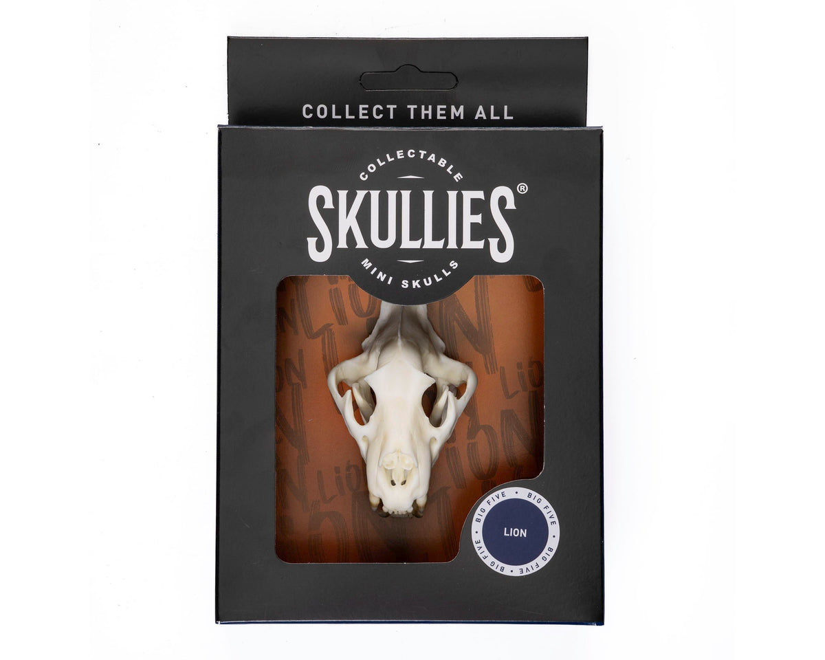 Resin Skullies - Miniature Replica Lion Skull - Skullies
