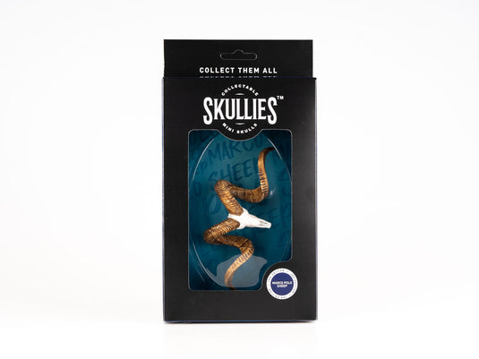 Resin Skullies - Miniature Replica Marco Polo Skull - Skullies