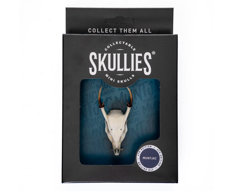 Load image into Gallery viewer, Resin Skullies - Miniature Replica Muntjac Skull - Skullies
