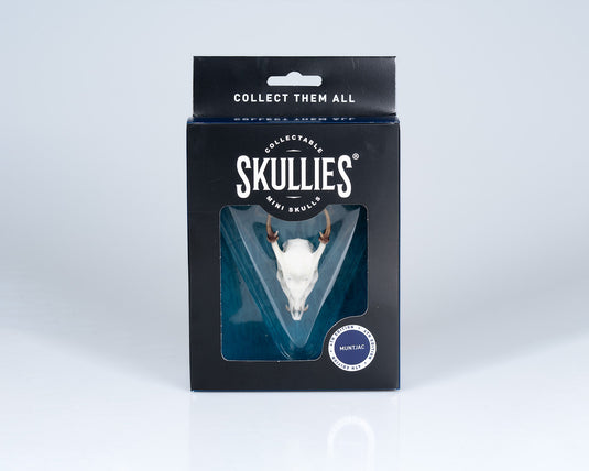 Resin Skullies - Miniature Replica Muntjac Skull - Skullies