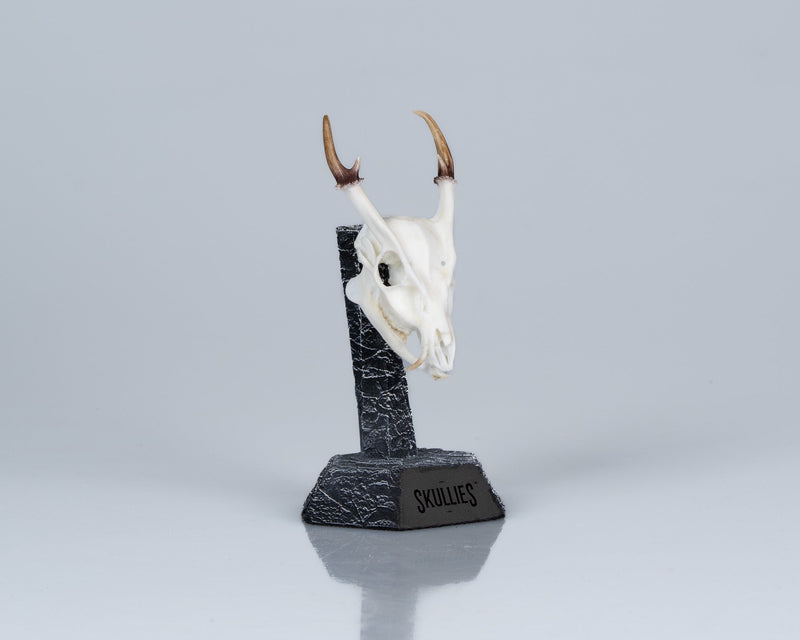 Load image into Gallery viewer, Resin Skullies - Miniature Replica Muntjac Skull - Skullies
