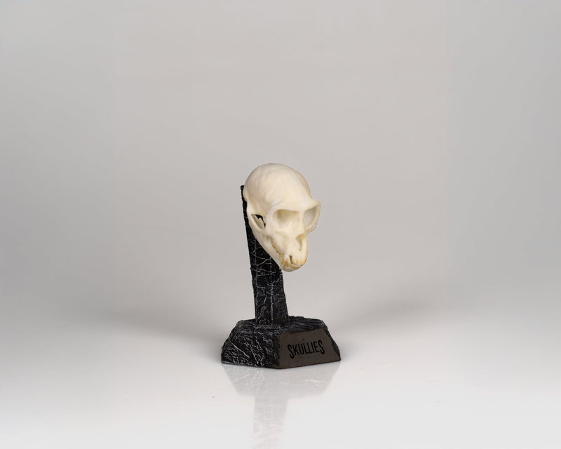 Load image into Gallery viewer, Resin Skullies - Miniature Replica Vervet Monkey Skull - Skullies
