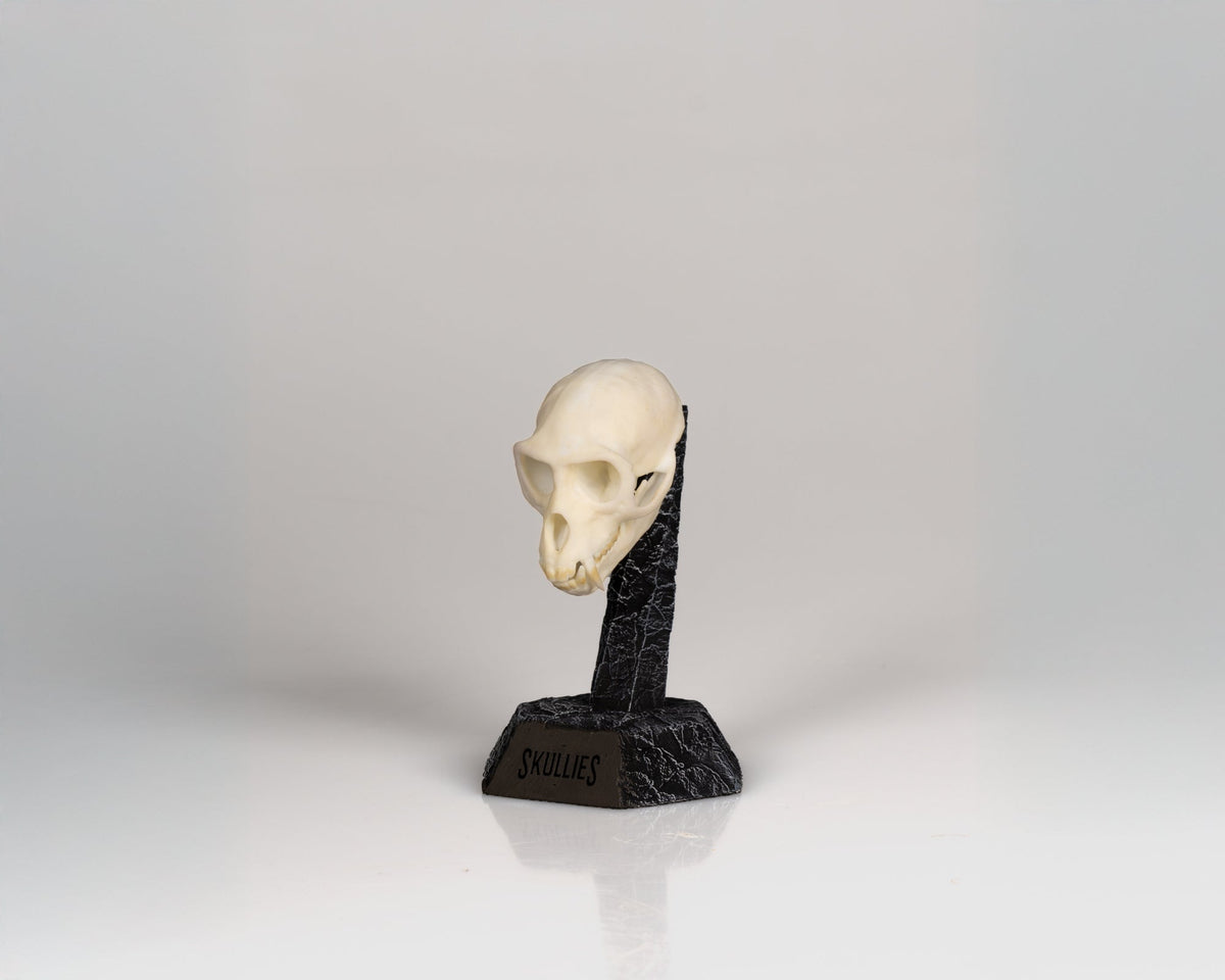 Resin Skullies - Miniature Replica Vervet Monkey Skull - Skullies