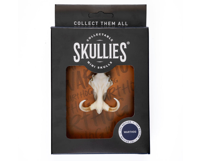 Load image into Gallery viewer, Resin Skullies - Miniature Replica Warthog Skull - Skullies
