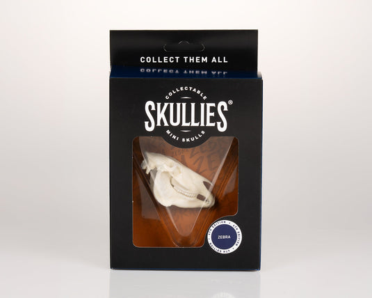 Resin Skullies - Miniature Replica Zebra Skull - Skullies