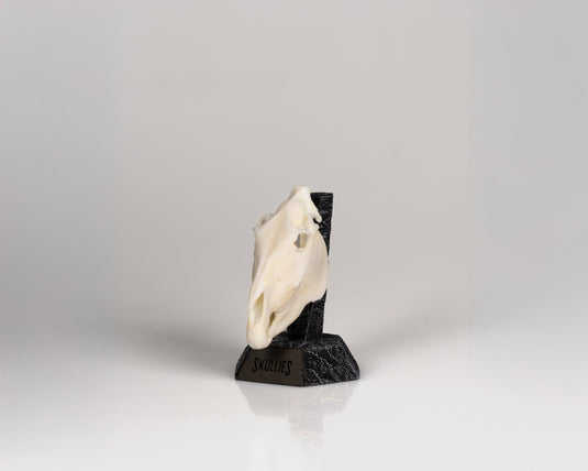 Resin Skullies - Miniature Replica Zebra Skull - Skullies