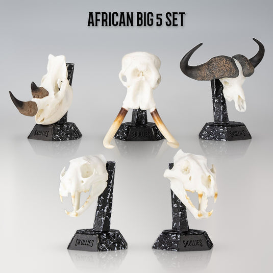 Skullies African Big 5 Set: lion, leopard, elephant, rhino and Cape buffalo on their Display Pedestals
