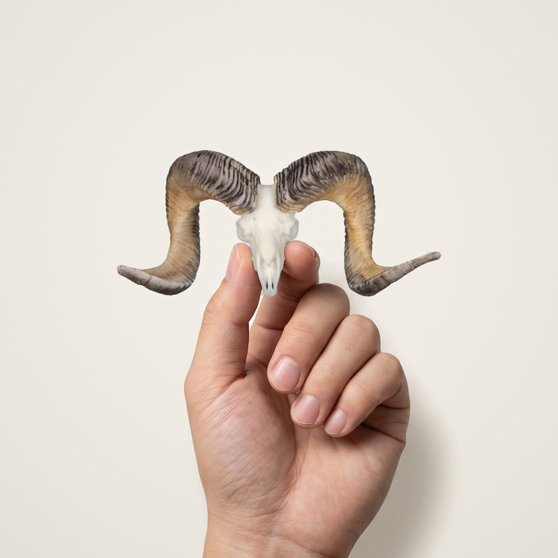 Load image into Gallery viewer, Altai Argali Skullie held in hand for scale
