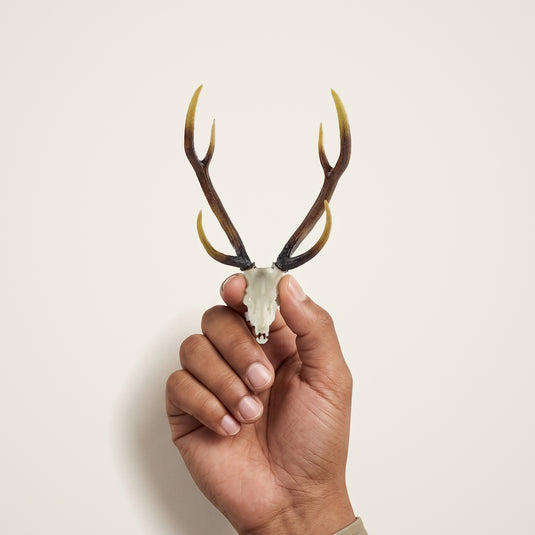 Axis Deer Skullie held in hand for scale