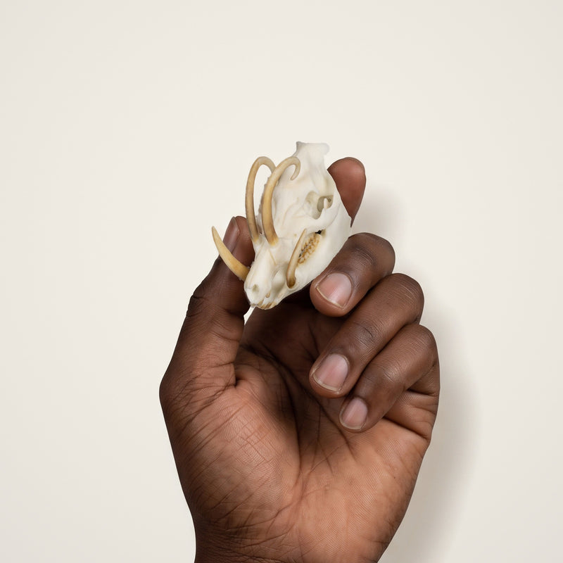 Load image into Gallery viewer, Babirusa Skullie held in hand for scale
