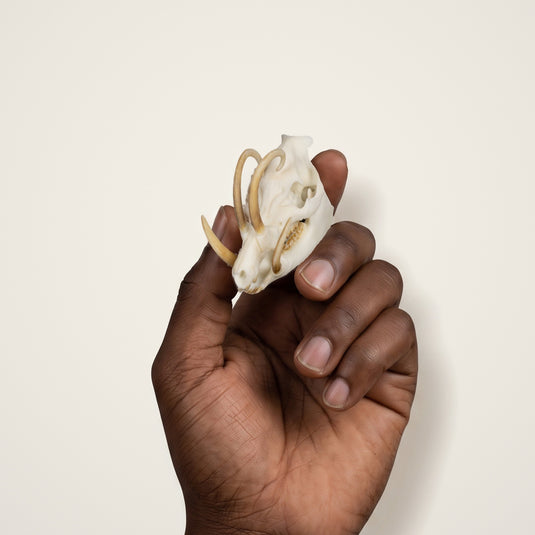 Babirusa Skullie held in hand for scale
