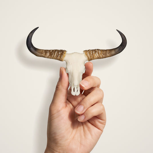 Banteng Skullie held in hand for scale