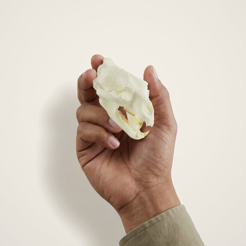 Load image into Gallery viewer, Black Bear Skullie held in hand for scale
