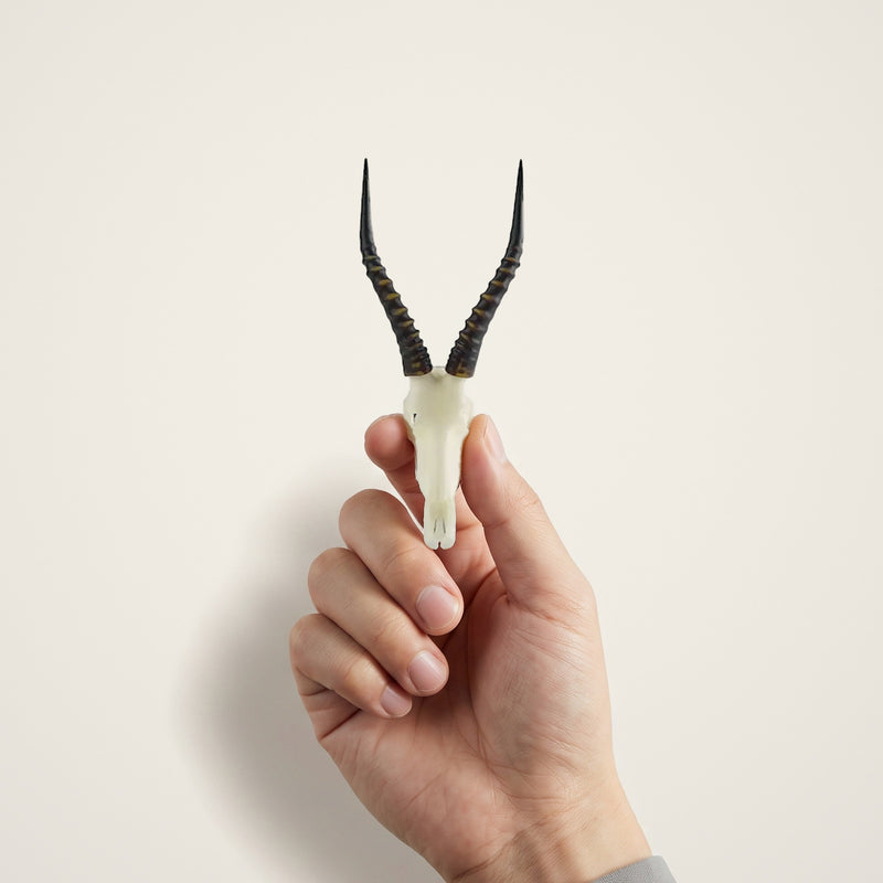 Load image into Gallery viewer, Blesbuck Skullie held in hand for scale

