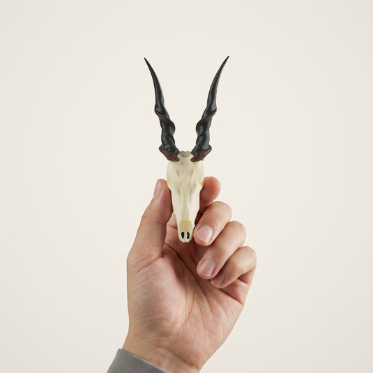 Cape Eland Skullie held in hand for scale