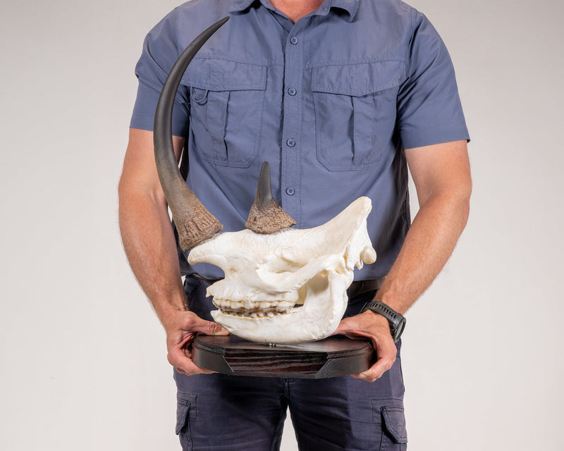 Load image into Gallery viewer, Skullies Conservation Project - Black Rhino - Skullies
