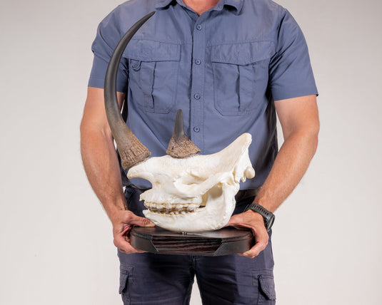Skullies Conservation Project - Black Rhino - Skullies