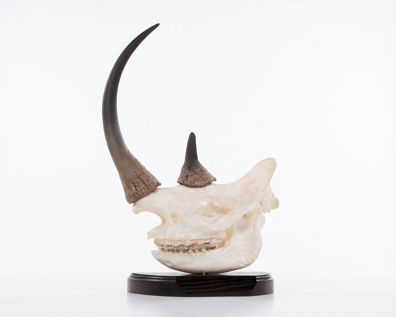 Load image into Gallery viewer, Skullies Conservation Project - Black Rhino - Skullies
