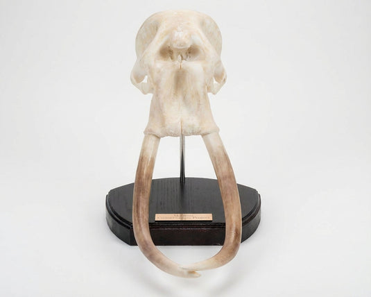 Skullies Conservation Project - Elephant - Skullies