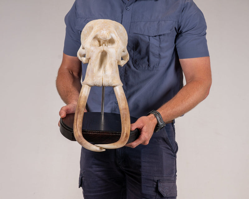 Load image into Gallery viewer, Skullies Conservation Project - Elephant - Skullies
