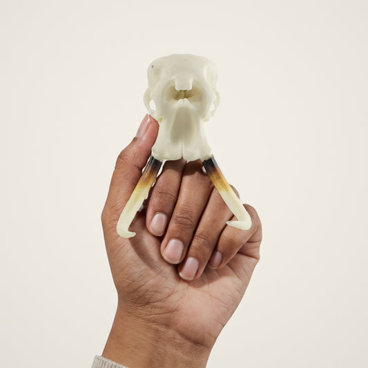 Elephant Skullie held in hand for scale