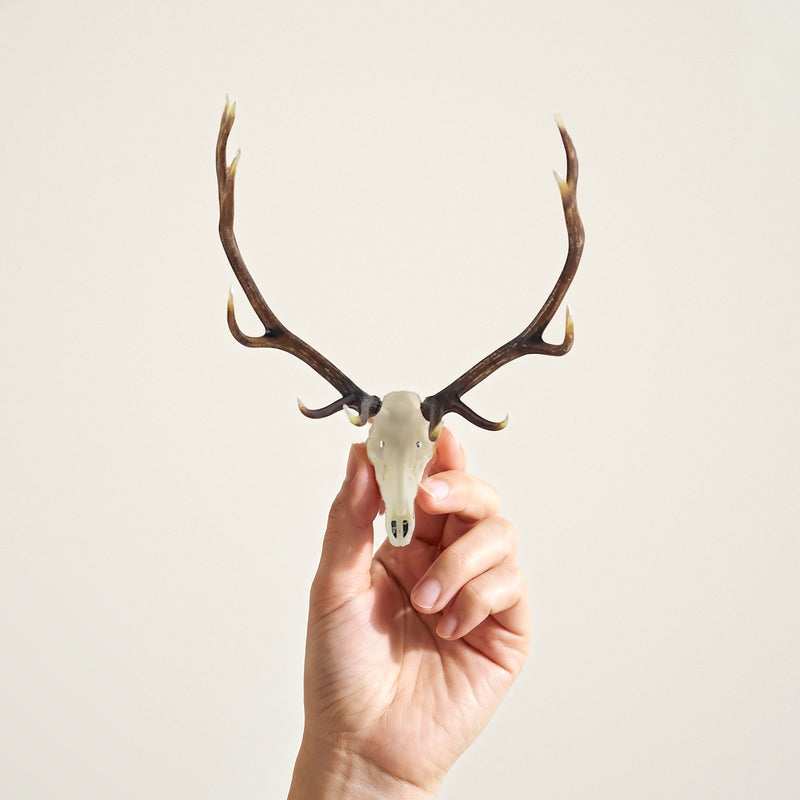 Load image into Gallery viewer, Elk Skullie held in hand for scale
