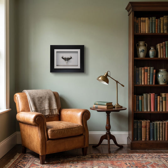Framed Buffalo Skullie hanging on a study wall above a leather armchair, shown to scale