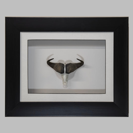 Framed Buffalo Skullie in a black box frame