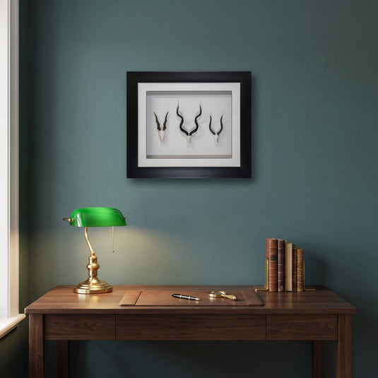 Framed Spiral Skullies (kudu, eland and nyala) hanging above a study desk, shown to scale