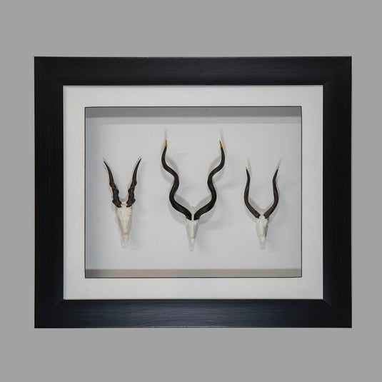 Framed Spiral Skullies: kudu, eland and nyala in a black box frame