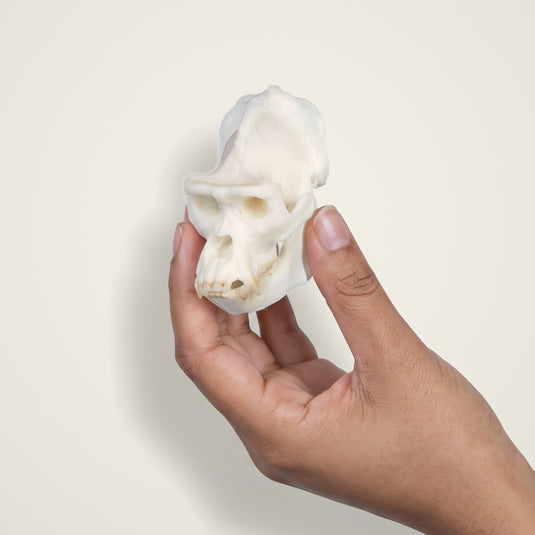 Gorilla Skullie held in hand for scale