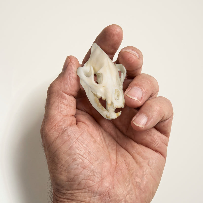 Load image into Gallery viewer, Hyena Skullie held in hand for scale
