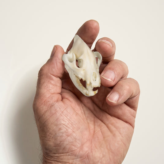 Hyena Skullie held in hand for scale