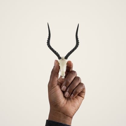 Impala Skullie held in hand for scale