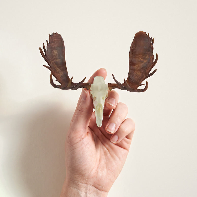 Load image into Gallery viewer, Moose Skullie held in hand for scale
