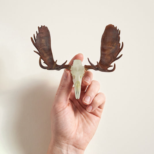 Moose Skullie held in hand for scale