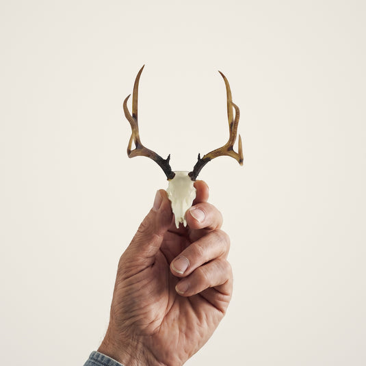 Mule Deer Skullie held in hand for scale