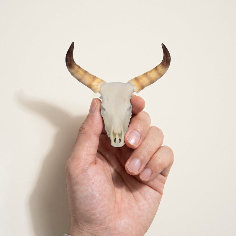 Load image into Gallery viewer, Nguni Skullie held in hand for scale
