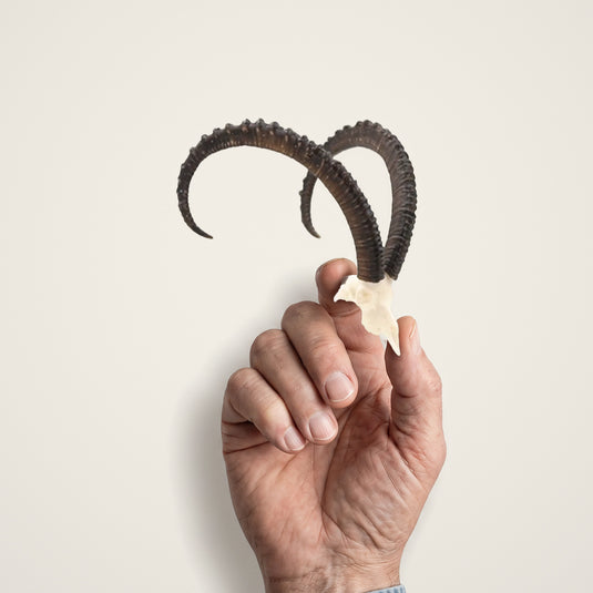 Nubian Ibex Skullie held in hand for scale