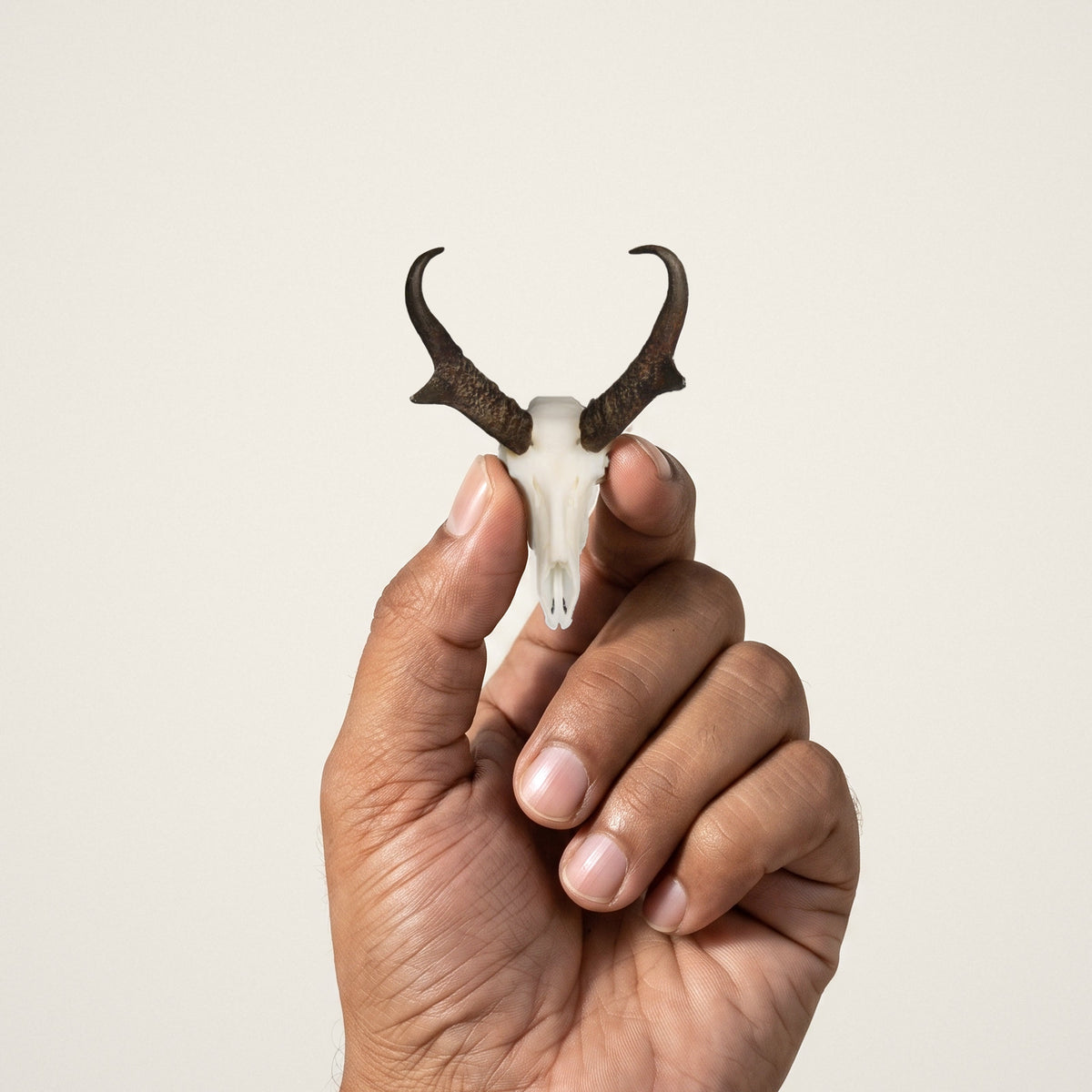 Pronghorn Skullie held in hand for scale
