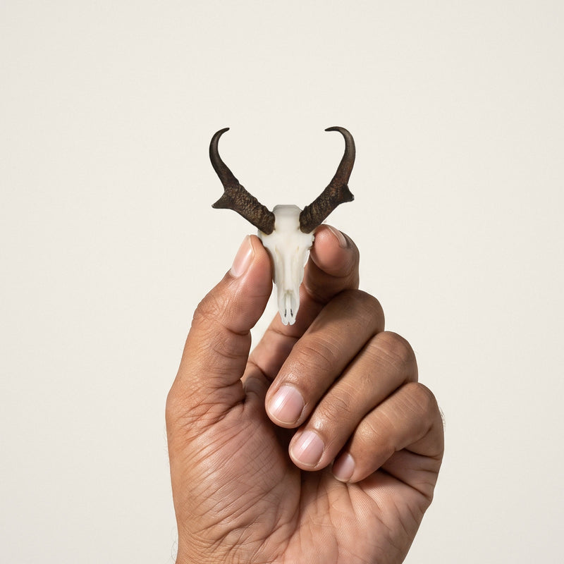 Load image into Gallery viewer, Pronghorn Skullie held in hand for scale

