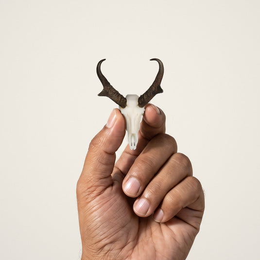 Pronghorn Skullie held in hand for scale
