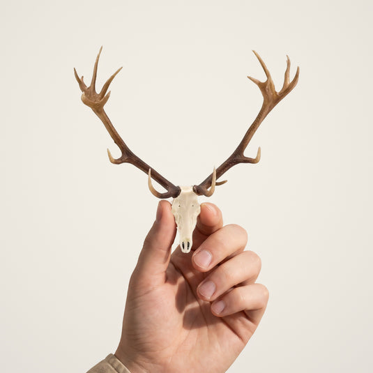 Red Deer Skullie held in hand for scale