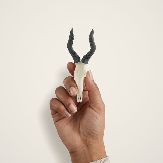 Red Hartebeest Skullie held in hand for scale